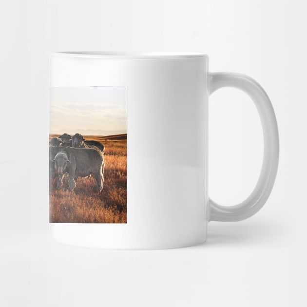 Merino Sheep in the Sunset by kawaii_shop